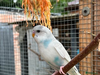 Budgerigars birds - Advert 19