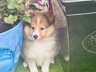 Shetland Sheepdog dogs Beautiful pretty sable and white girl - Advert 7