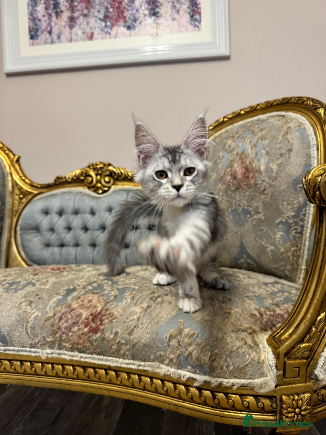 Maine Coon cats for sale: XXL Russian bloodline Maine Coon Kittens 20+Gen!🏆 - Image 15