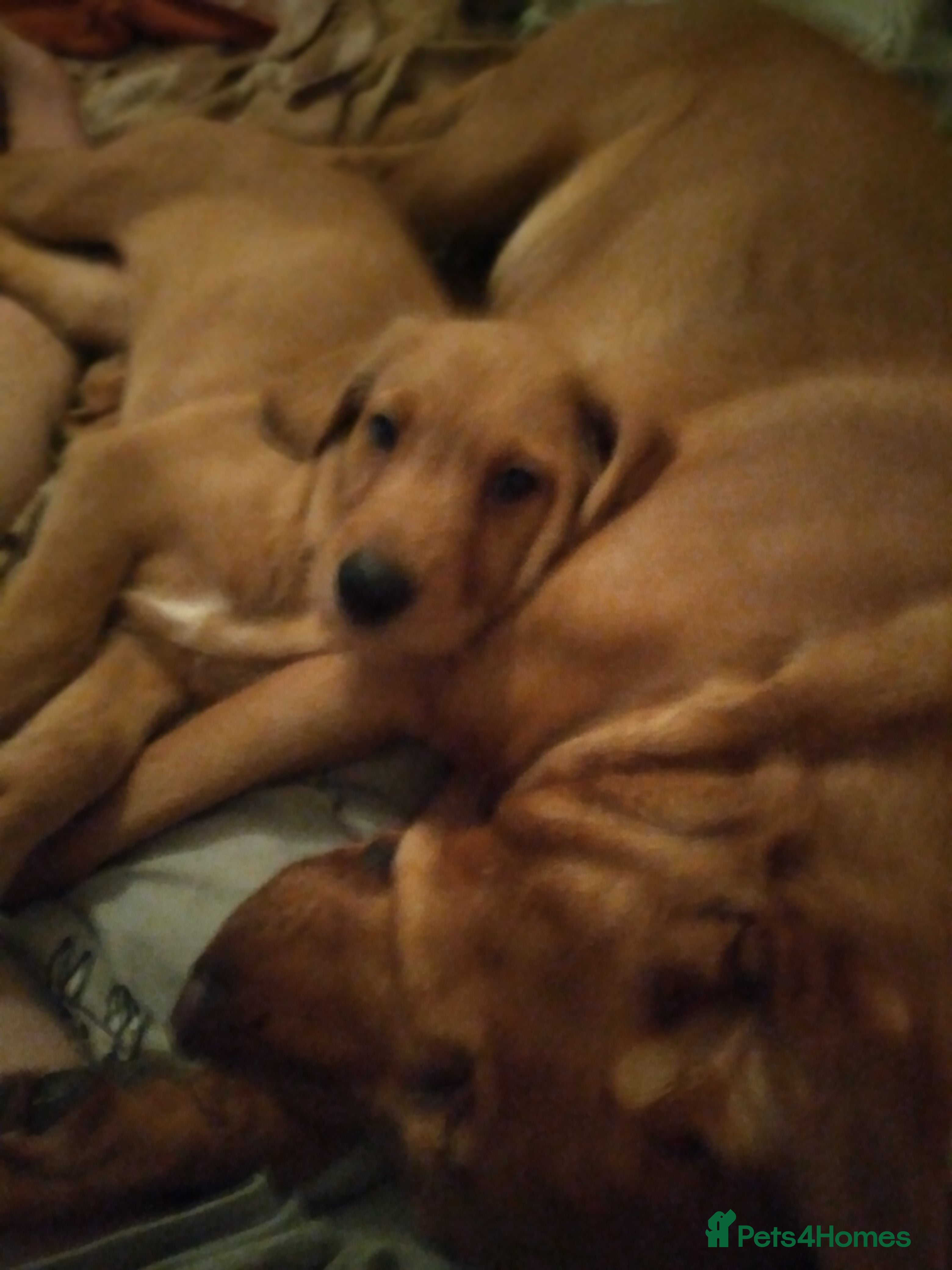 Labradoodle dogs Family Labradodles looking for a Family home 🏡  - Advert 5