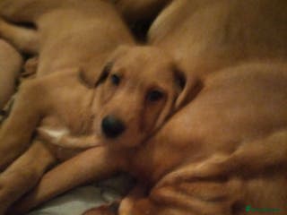 Labradoodle dogs Family Labradodles looking for a Family home 🏡 - Advert 7