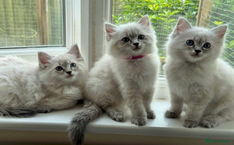Ragdoll cats in Camborne - Advert 2