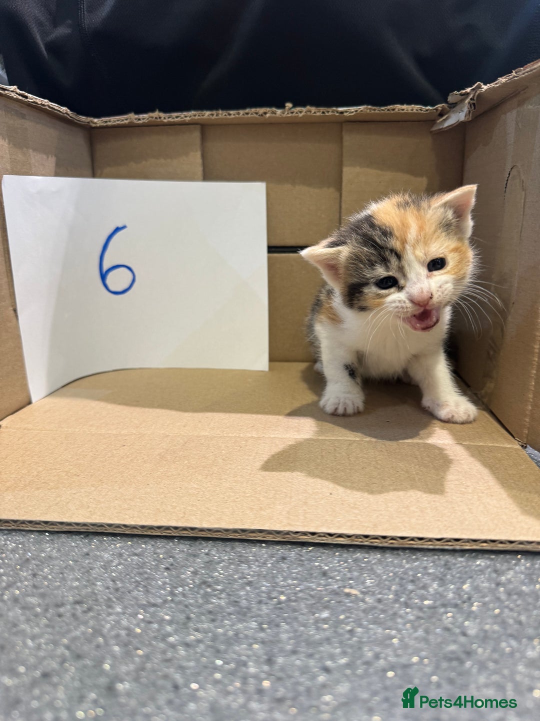 Mixed Breed cats for sale: British shorthair mix kittens  - Advert 4