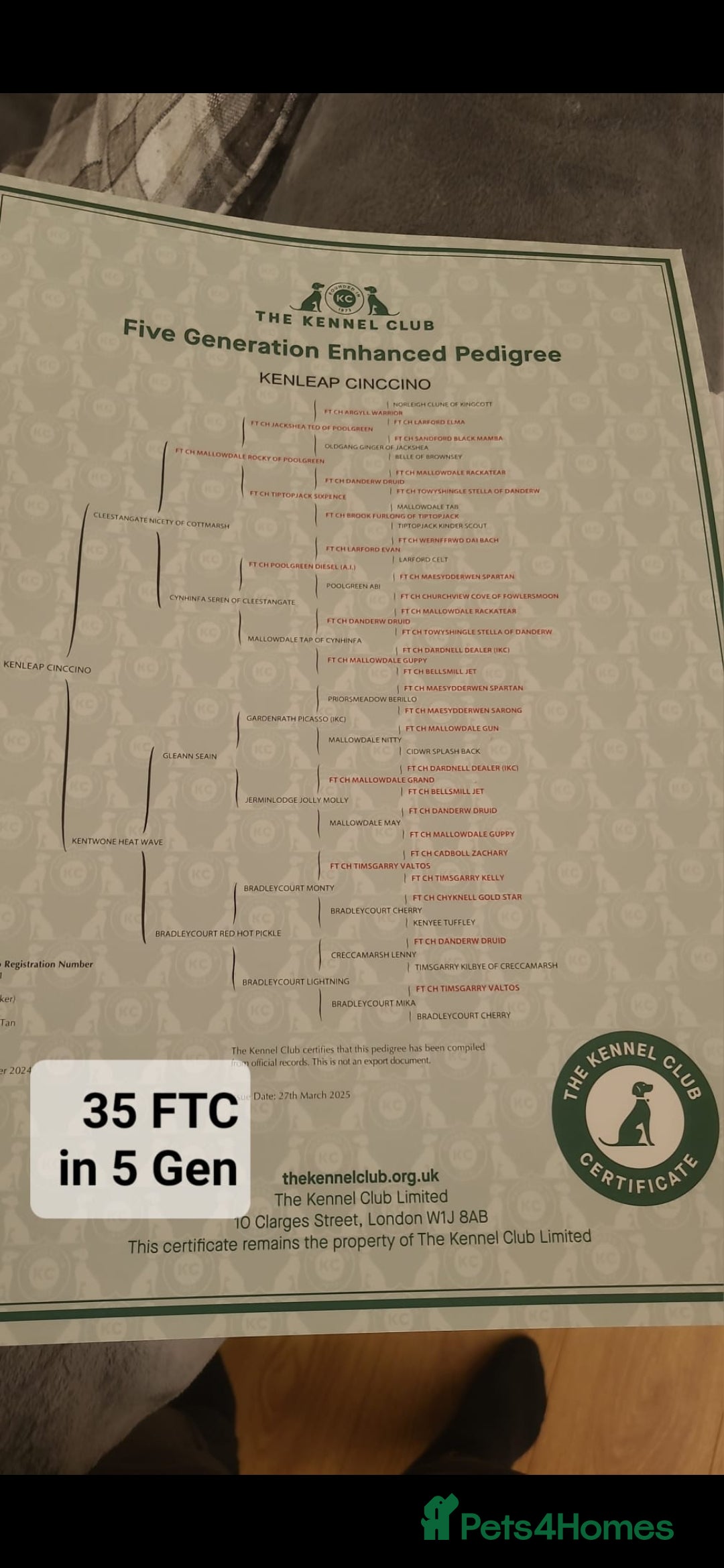 Cocker Spaniel dogs for sale: Kc chocolate and tan cocker spaniel  - Image 11