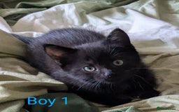 Mixed Breed cats for sale: Kittens for sale - Image 4