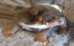 English Bulldog dogs for sale: Kc reg British bulldogs  - Image 21