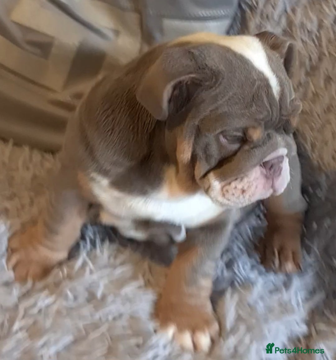 English Bulldog dogs for sale: Kc reg British bulldogs  - Image 21