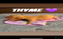 Labrador Retriever dogs for sale: Fox red Labrador puppies  - Image 11