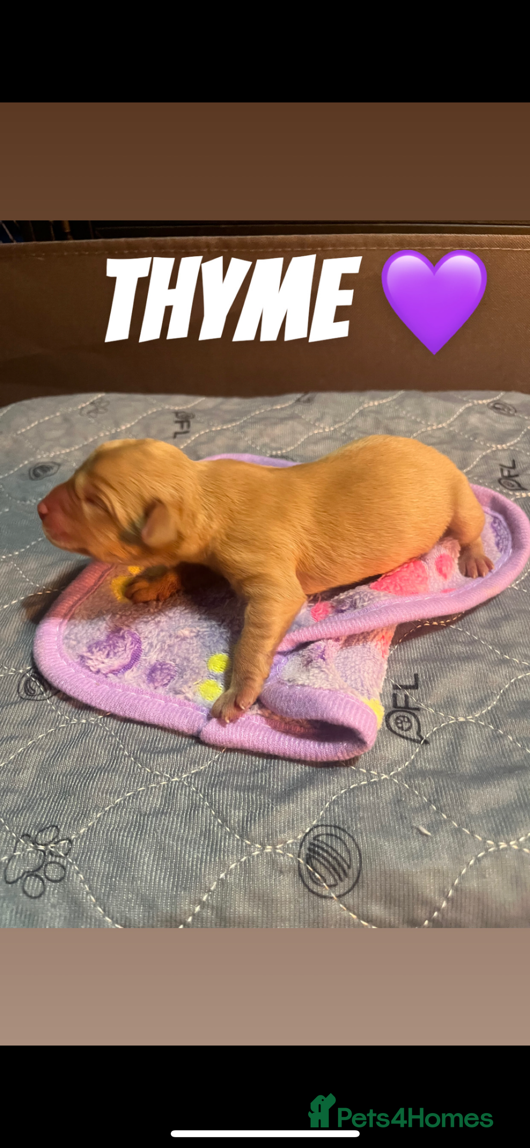 Labrador Retriever dogs for sale: Fox red Labrador puppies  - Image 11