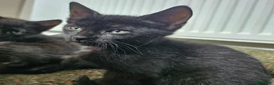 Sphynx 6