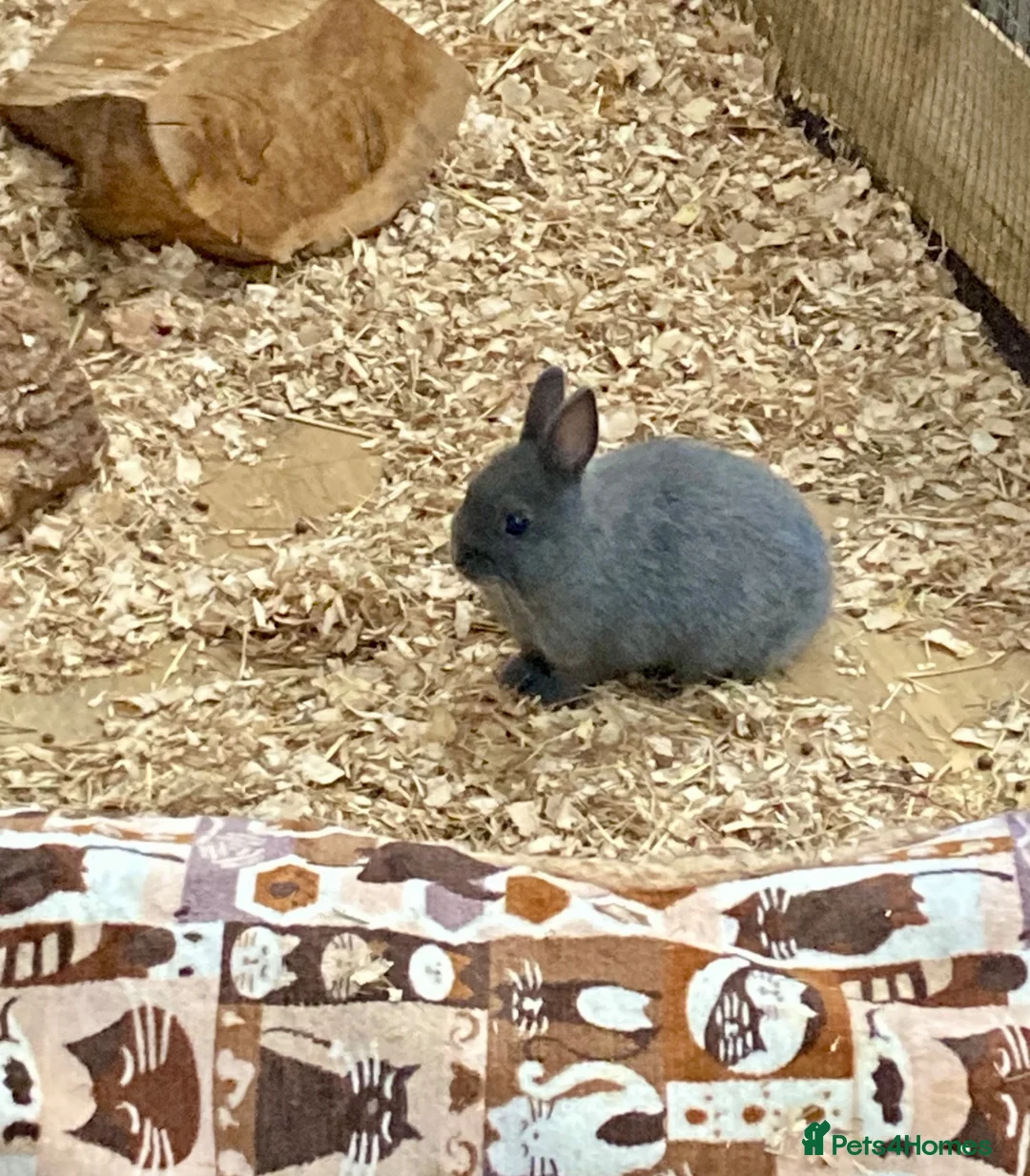 Netherland Dwarf rabbits for sale: Netherland dwarf baby rabbits  - Advert 1