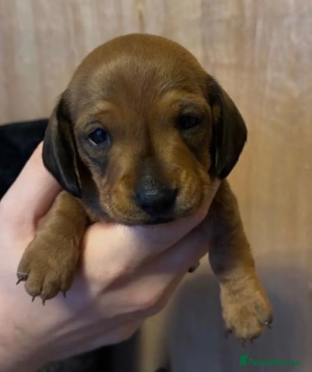 Miniature Dachshund dogs for sale: Miniature Dachshund Puppies - Advert 2