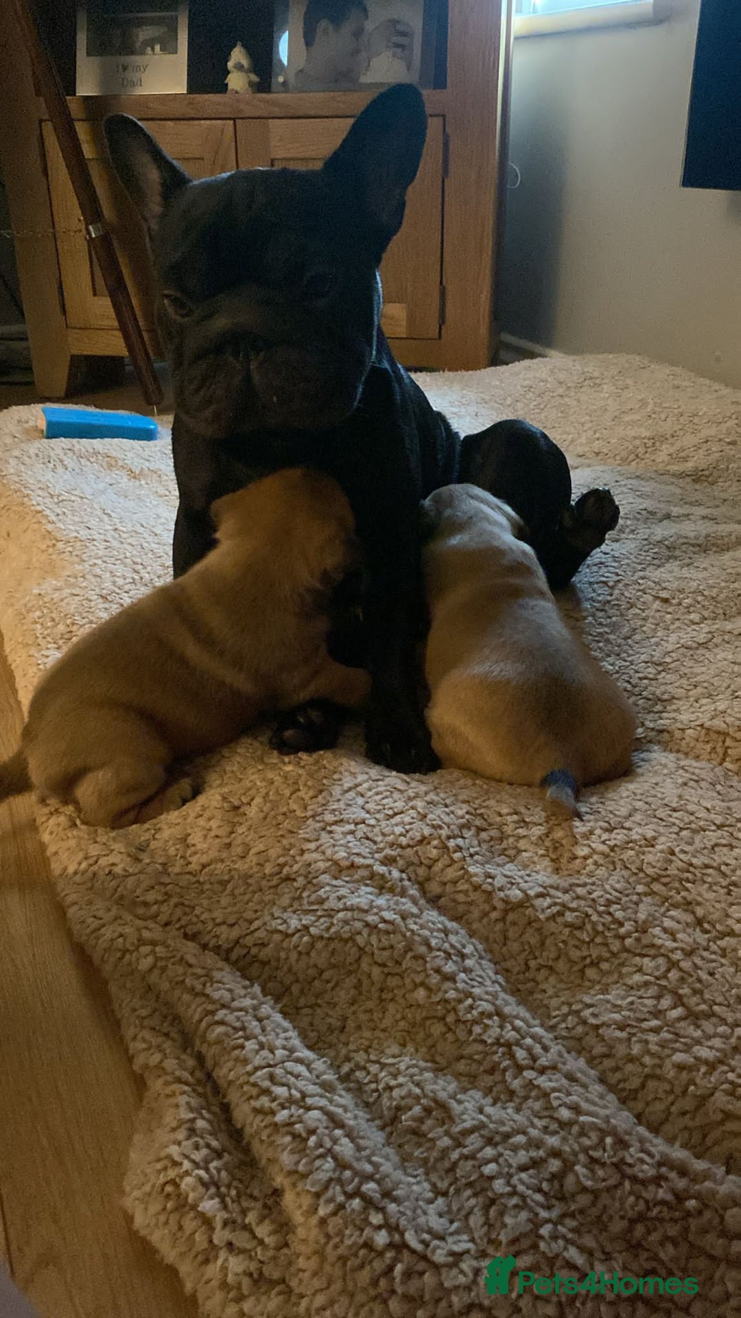 Frug dogs for sale: 1 beautiful girl left - Image 3