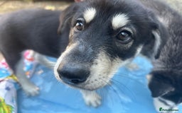 Siberian Husky dogs for sale: Lovely husky puppies, ready for new homes on 25/8 - Image 29