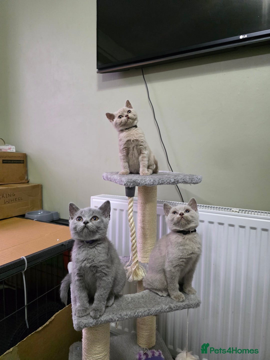 British Shorthair cats for sale: Beautiful British shorthair kittens - Image 16
