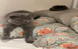 British Shorthair cats for sale: Colourpoint British Shorthair - Image 5