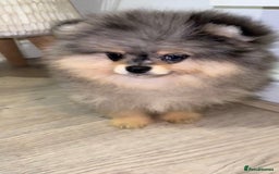 Pomeranian dogs for sale: Beautiful original pomeranians - Image 2