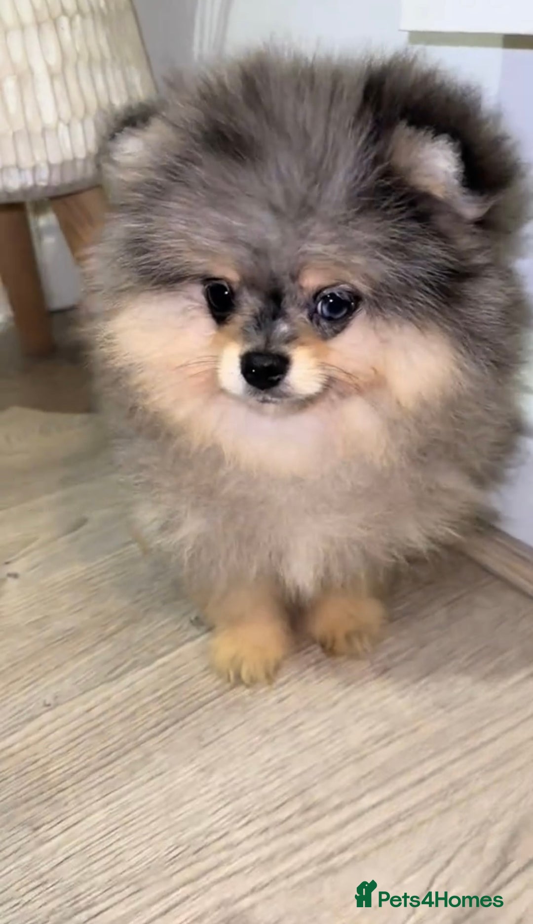Pomeranian dogs for sale: Beautiful original pomeranians - Image 2