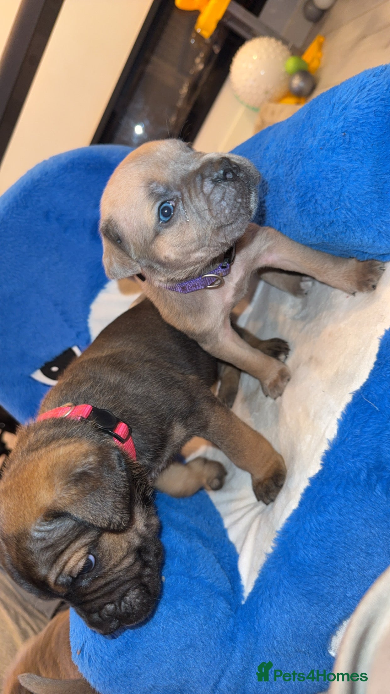 Cane Corso dogs ICF/ICCF Champion 6th GENERATION Cane Corso pups - Advert 2