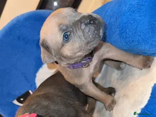 Cane Corso dogs ICF/ICCF Champion 6th GENERATION Cane Corso pups - Advert 2