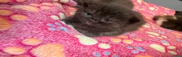 Ragdoll cats for sale: Ragdoll cross Persian kittens  in Leominster - Advert 9
