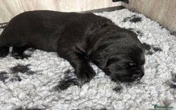 Labrador Retriever dogs for sale: Stunning litter of chunky black Labradors - Advert 8