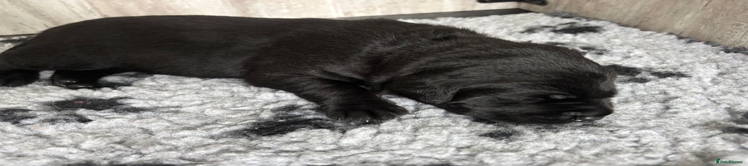 Labrador Retriever Puppy 3