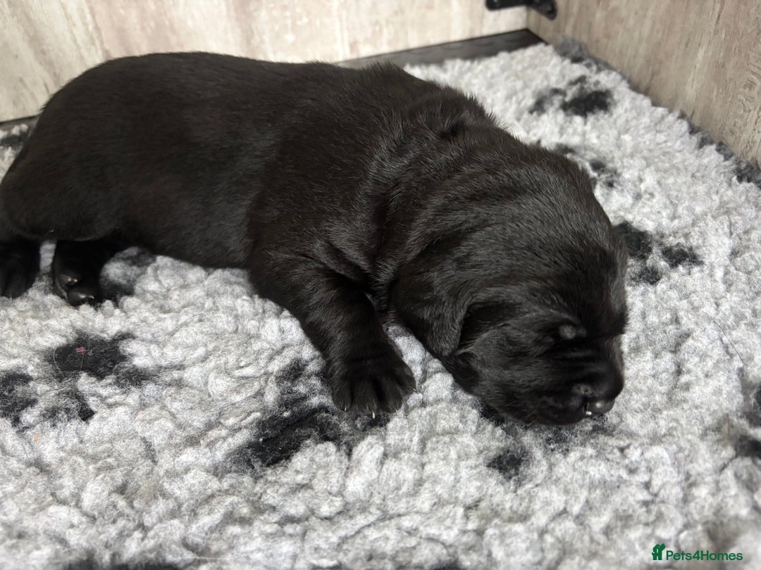 Labrador Retriever dogs for sale: Stunning litter of chunky black Labradors - Advert 8