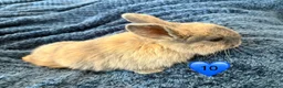 Mini Lop rabbits for sale: Pure bred mini lop bunnies - Advert 22