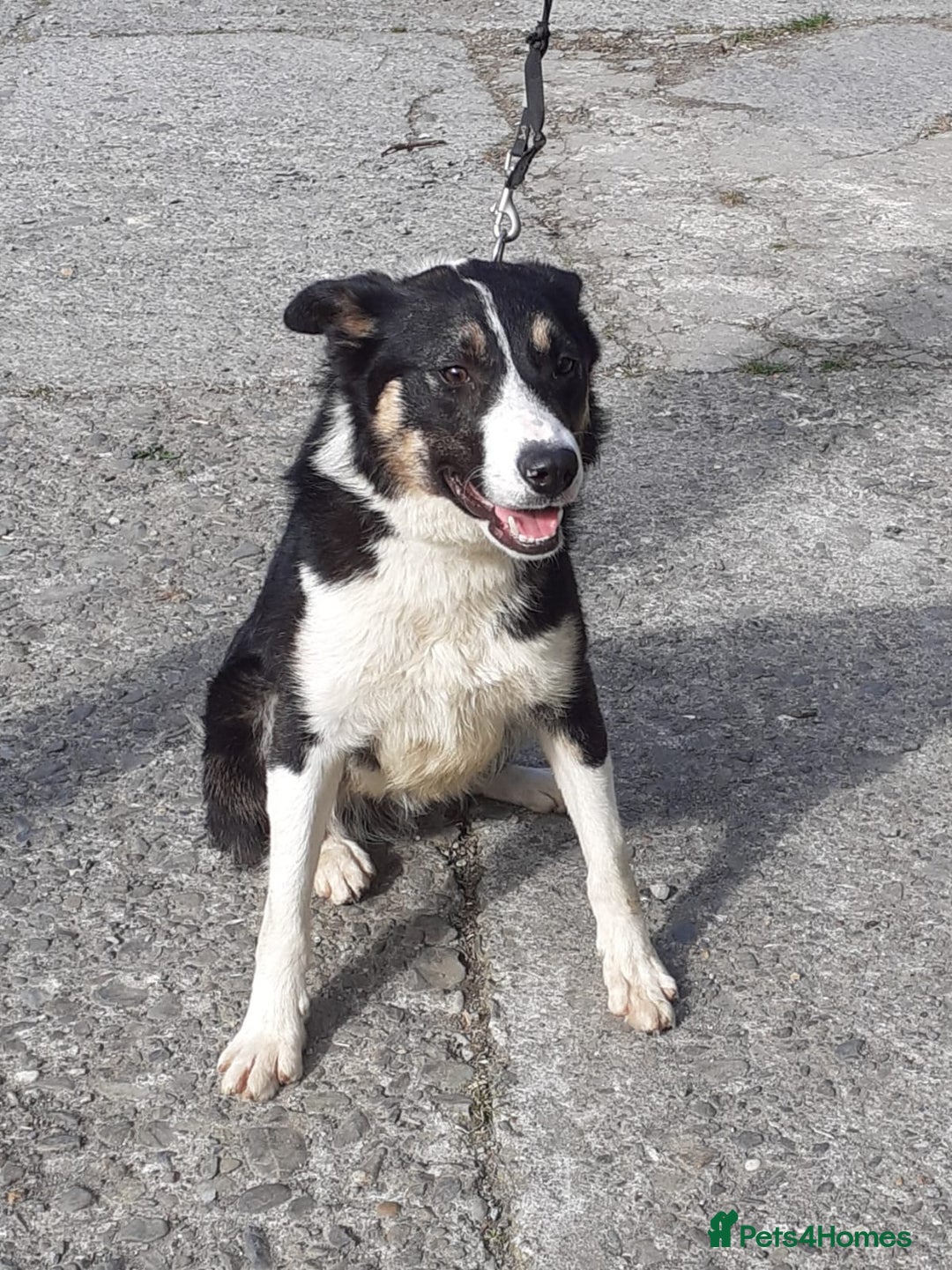 Border Collie dogs for sale: Border Collie Dog for sale - Image 1