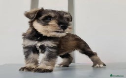 Miniature Schnauzer dogs for sale: Purebred Miniature Schnauzer Puppies - Image 6