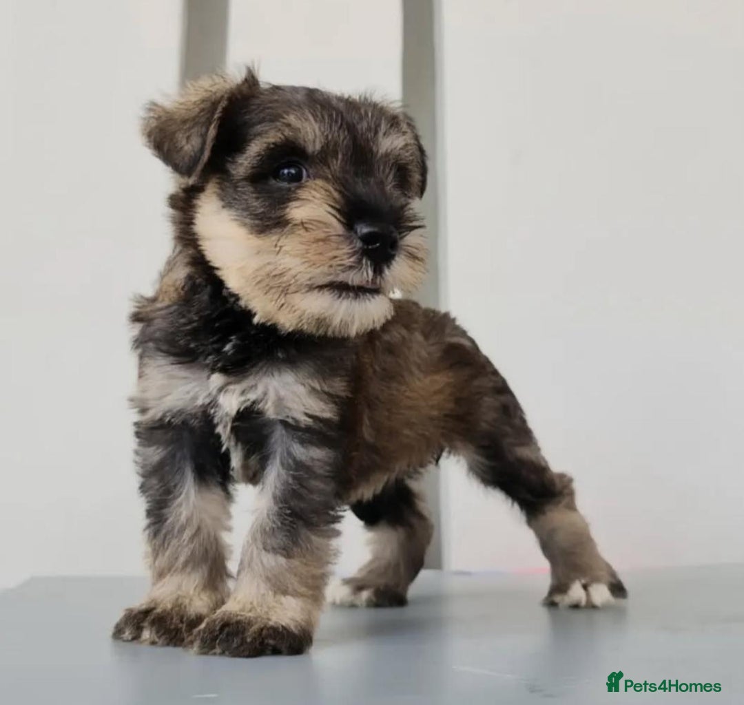 Miniature Schnauzer dogs for sale: Purebred Miniature Schnauzer Puppies - Image 6