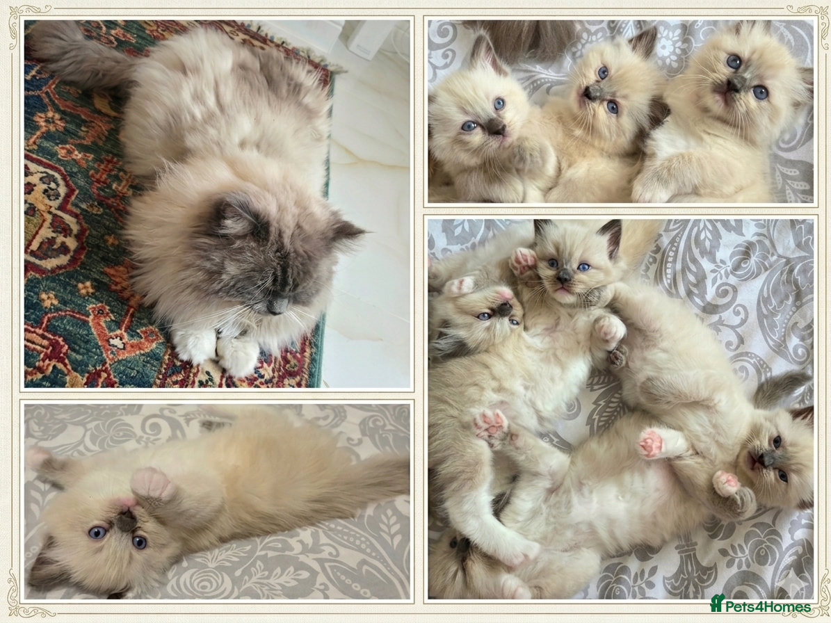 Ragdoll cats Gorgeous Ragdoll Kittens  - Advert 15