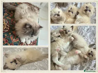 Ragdoll cats Gorgeous Ragdoll Kittens - Advert 15