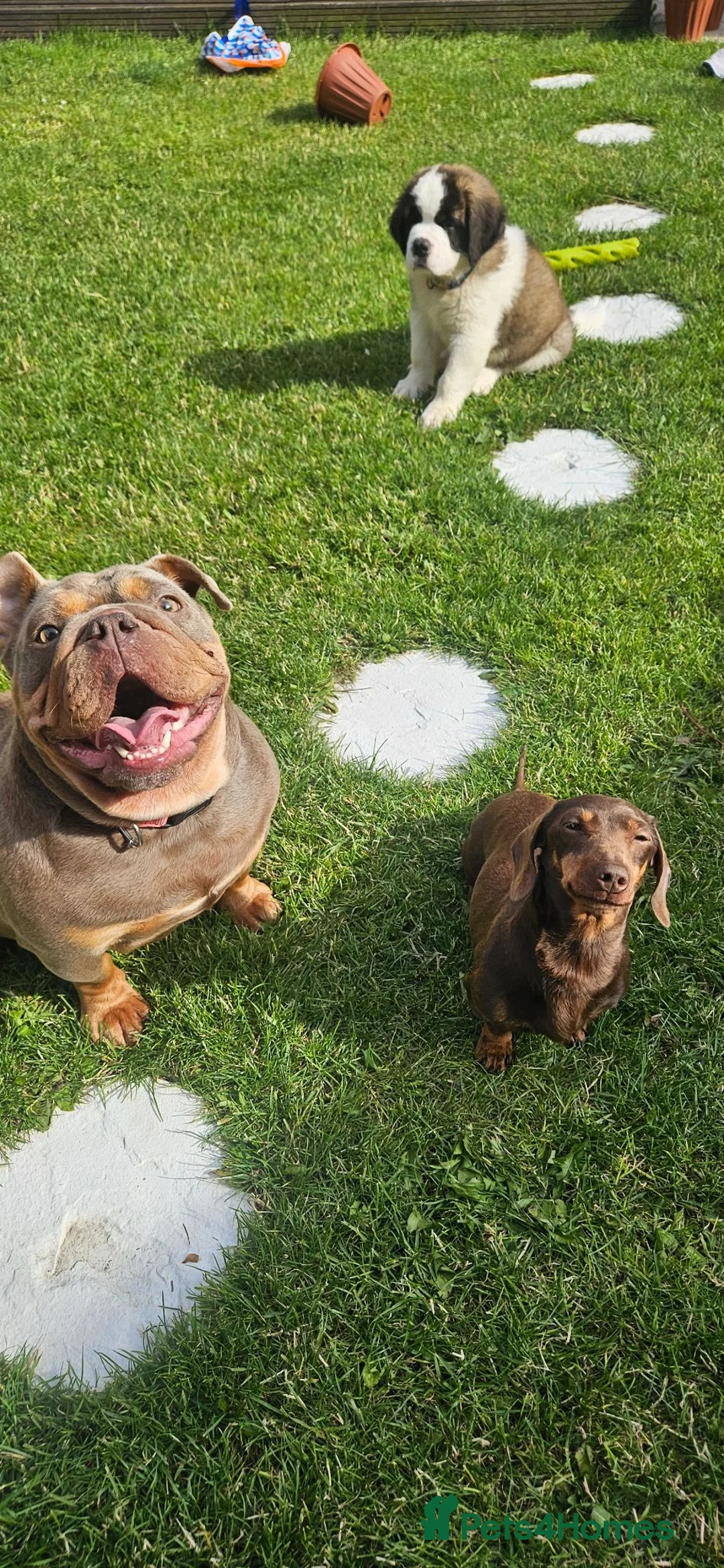 English Bulldog dogs for sale: KC registered English Bulldog  in North Shields - Advert 11