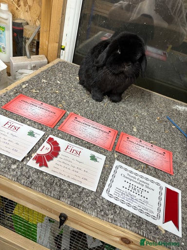 Gallery Image {{count}}