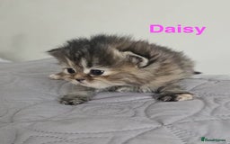 Persian cats for sale: Gorgeous litter of 6 PKD Negative Persian kittens - Image 14