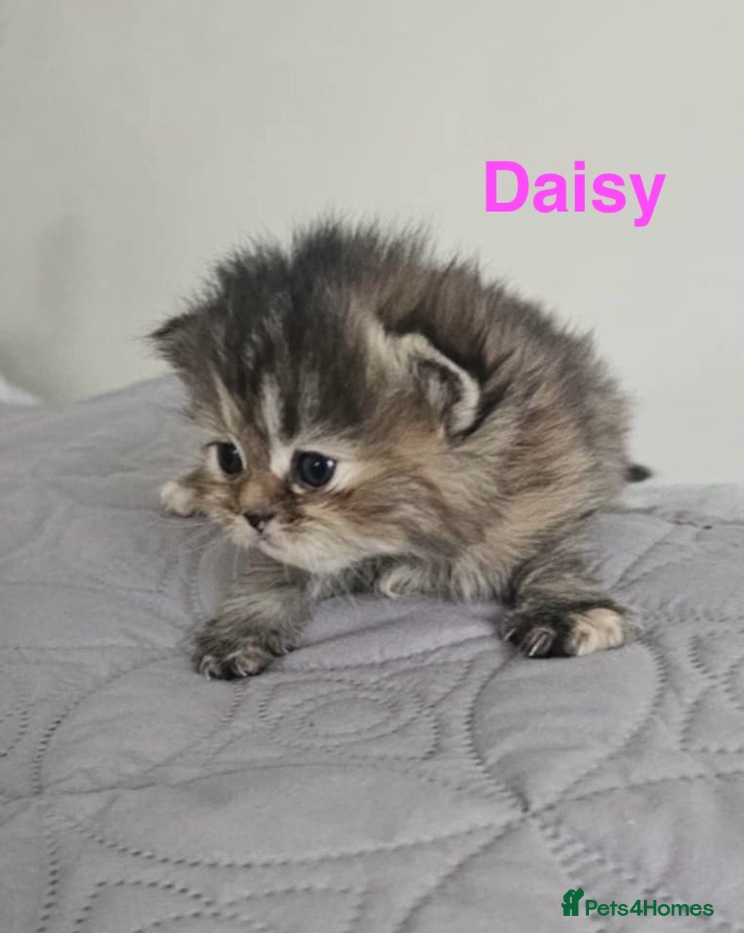 Persian cats for sale: Gorgeous litter of 6 PKD Negative Persian kittens - Image 14