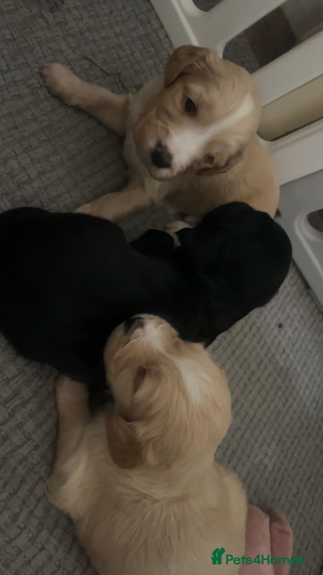 Mixed Breed dogs for sale: Golden Retriever X Cockapoo puppies - Advert 3