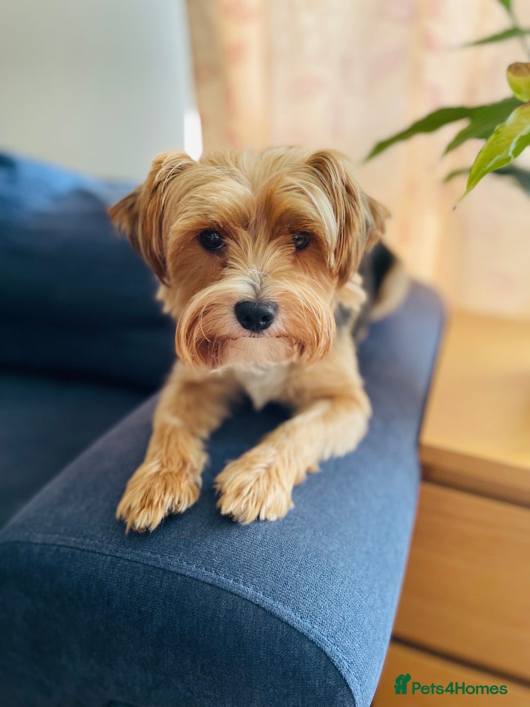 Mixed Breed dogs for sale: Yorki Puppies available from 21/12/25 - Advert 4