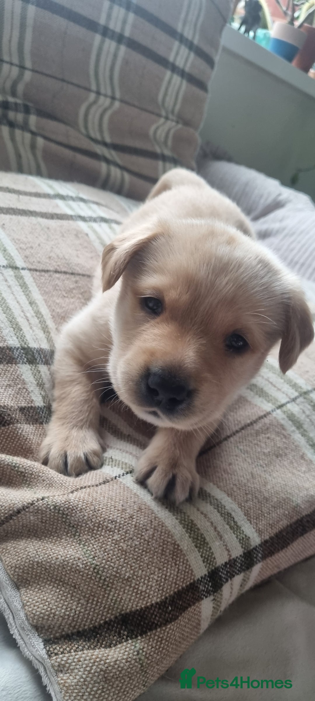 Labrador Retriever dogs for sale: Labrador puppies - Advert 3