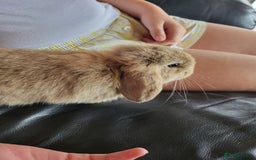 Mini Lop rabbits for sale: Mini Lop Bunnies Ready to leave shortly - Image 10