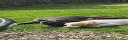 Lurcher dogs for sale: Bull greyhound  in Ludlow - Advert 4