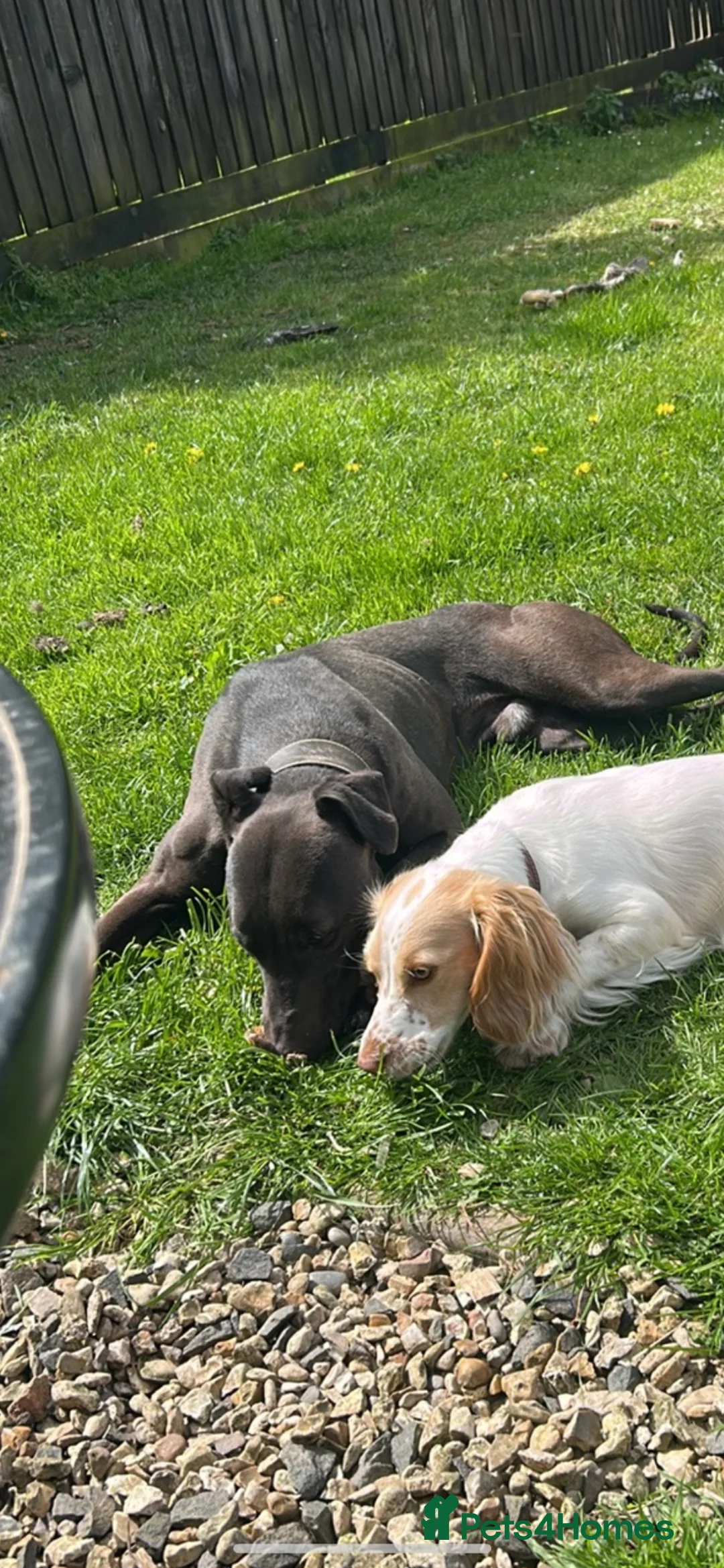 Lurcher dogs for sale: Bull greyhound  in Ludlow - Advert 4