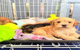 Australian Labradoodle dogs for sale: WALA Reg Apricot Australian Labradoodle Ready Now! - Image 7