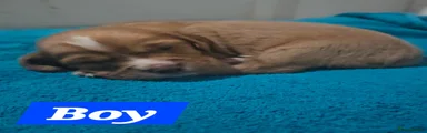 Cocker Spaniel 3