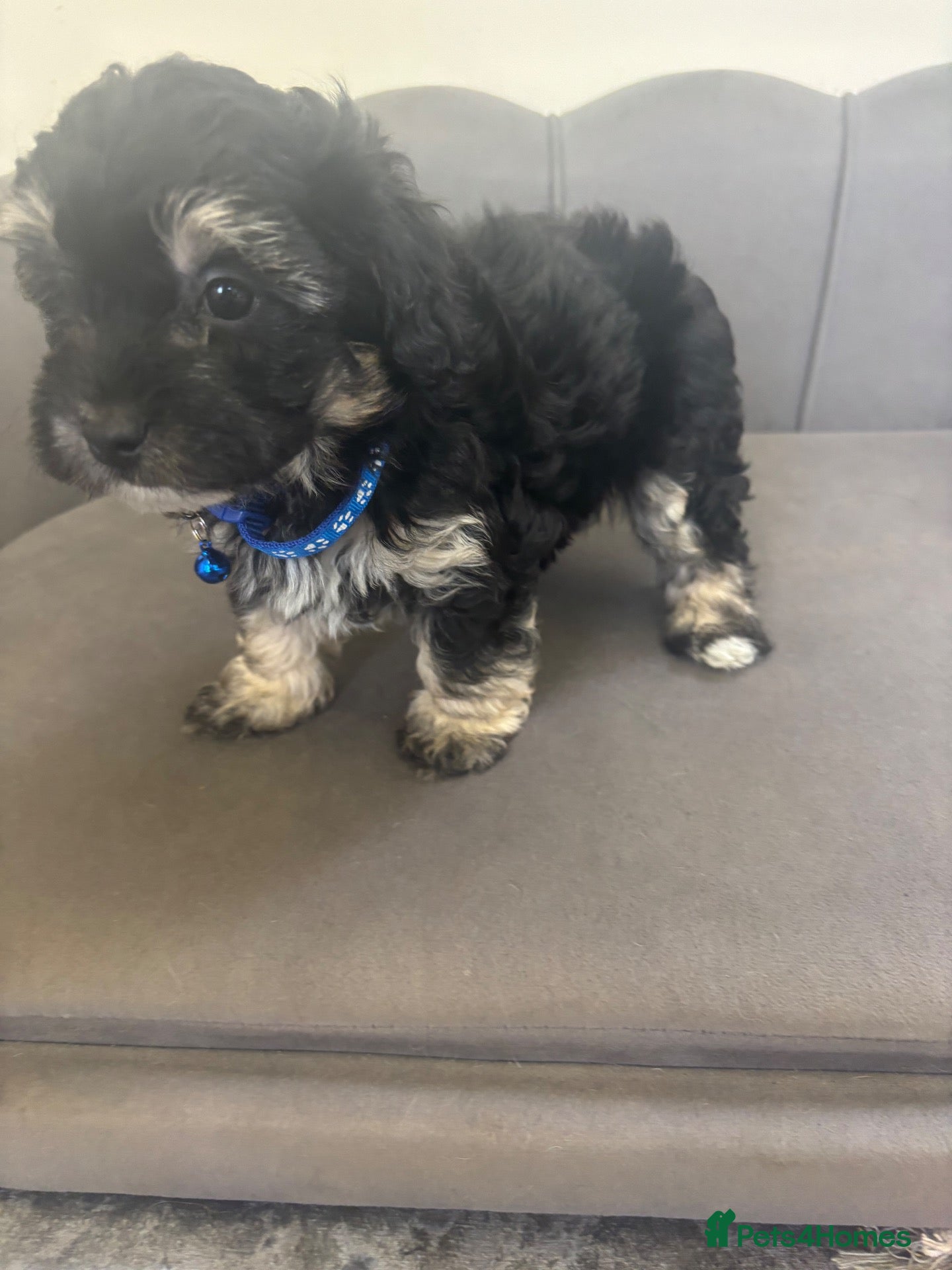 Maltipoo dogs Gorgeous F1 Toy Maltipoo Pups - Advert 2