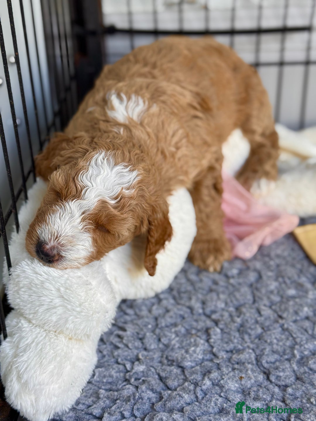 Mixed Breed dogs for sale: ❤️Teddy- Australian Golden Double Doodle ❤️ - Advert 10