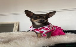 Chihuahua dogs for sale: Chihuahua Pups  - Advert 2