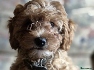 Cavapoo dogs Ready now - Gorgeous red Cavapoo girl - Advert 2